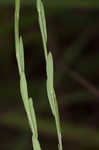 Stiff yellow flax